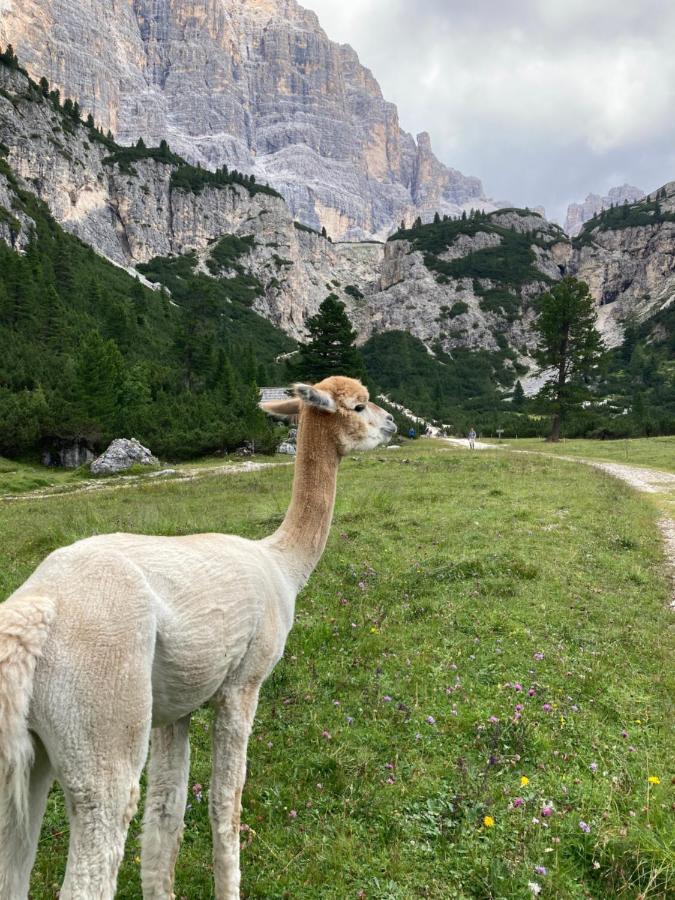 Appartamento A San Cassiano Nel Cuore Dell'Alta Val Badia In Confortevole Residence A Pochi Passi Dalla Bidonvia Sorega 外观 照片