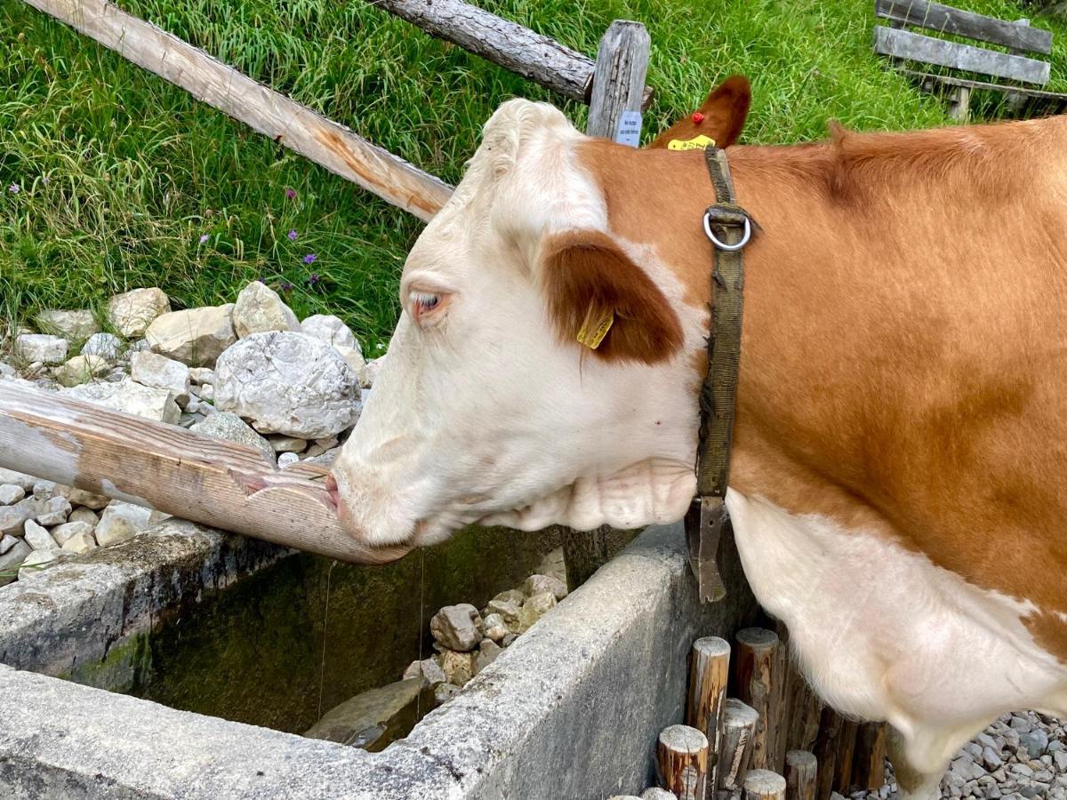 Appartamento A San Cassiano Nel Cuore Dell'Alta Val Badia In Confortevole Residence A Pochi Passi Dalla Bidonvia Sorega 外观 照片
